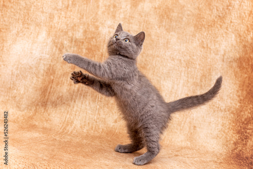 Funny little kitten is standing on its hind legs at the moment of the game. Light background without foreign objects, one kitten