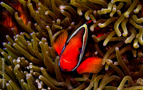 Fotografia fish in anemone