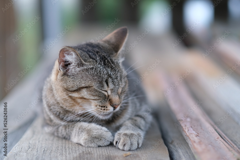 The cat rests with its eyes closed. Striped cat with blurred background The cat rests with its eyes closed. Striped cat with blurred background