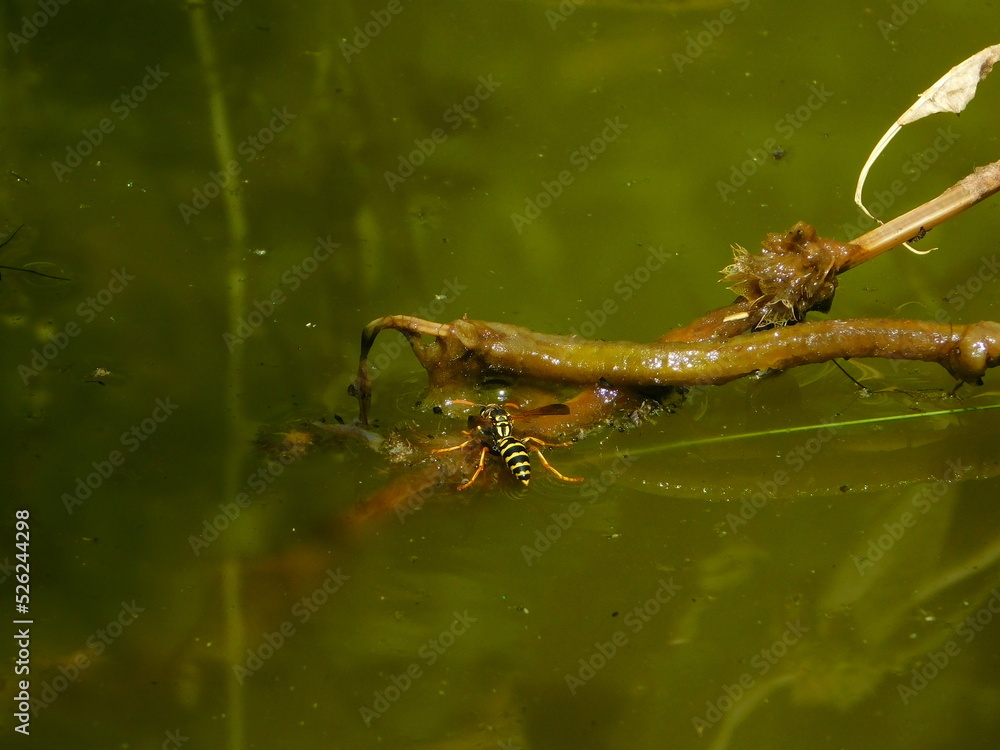 A wasp stands on the water surface of a pond and drinks water