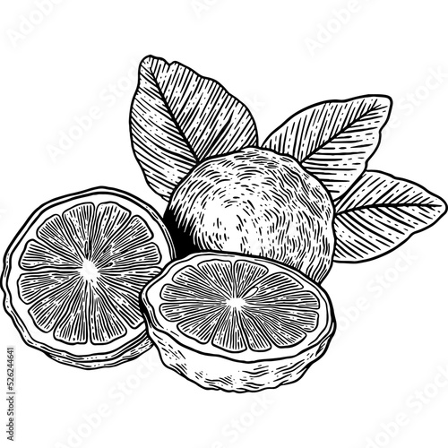 Hand drawn Kaffir Lime