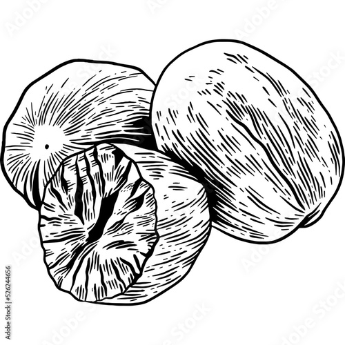 Hand drawn Nutmeg