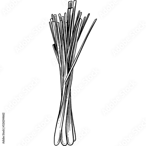Hand drawn Lemongrass