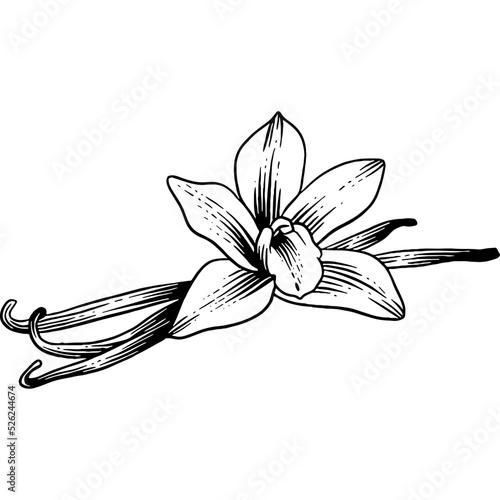 Hand drawn Vanilla