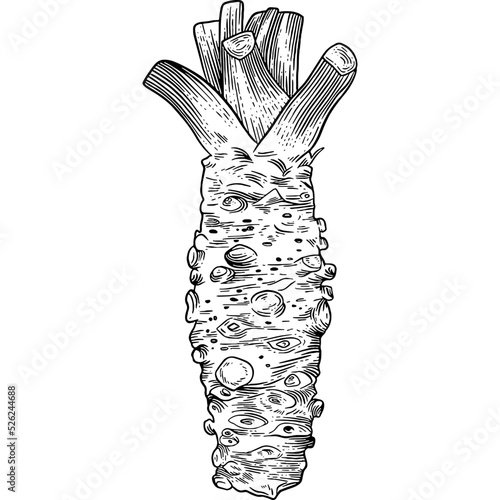 Hand drawn Wasabi