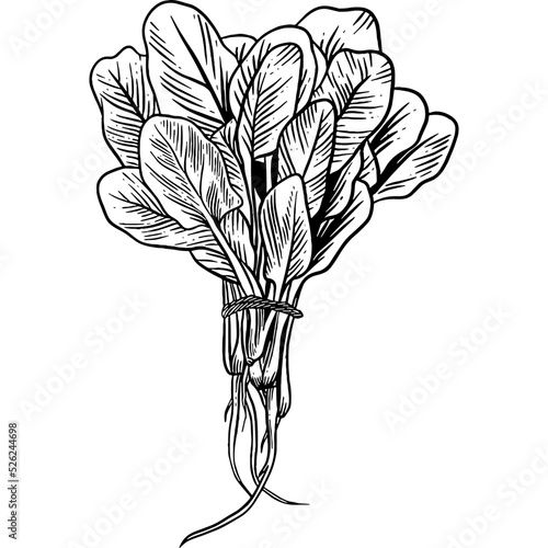 Hand drawn Bunch of Spinach