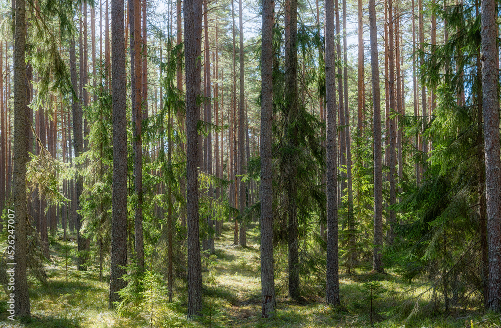 Pine tree forest landscape. Forest therapy and stress relief. Pine tree forest landscape. Forest therapy and stress relief.