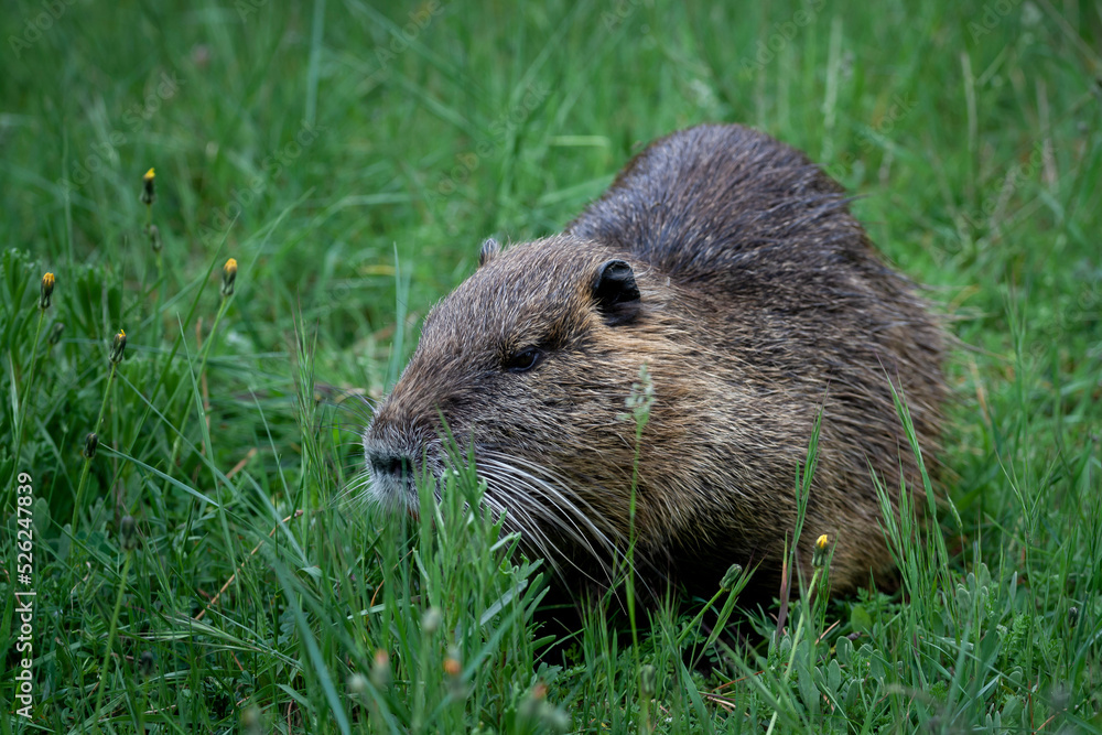 Coypu in Camargue region, France Coypu in Camargue region, France