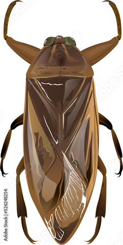  Giant water bug タガメ