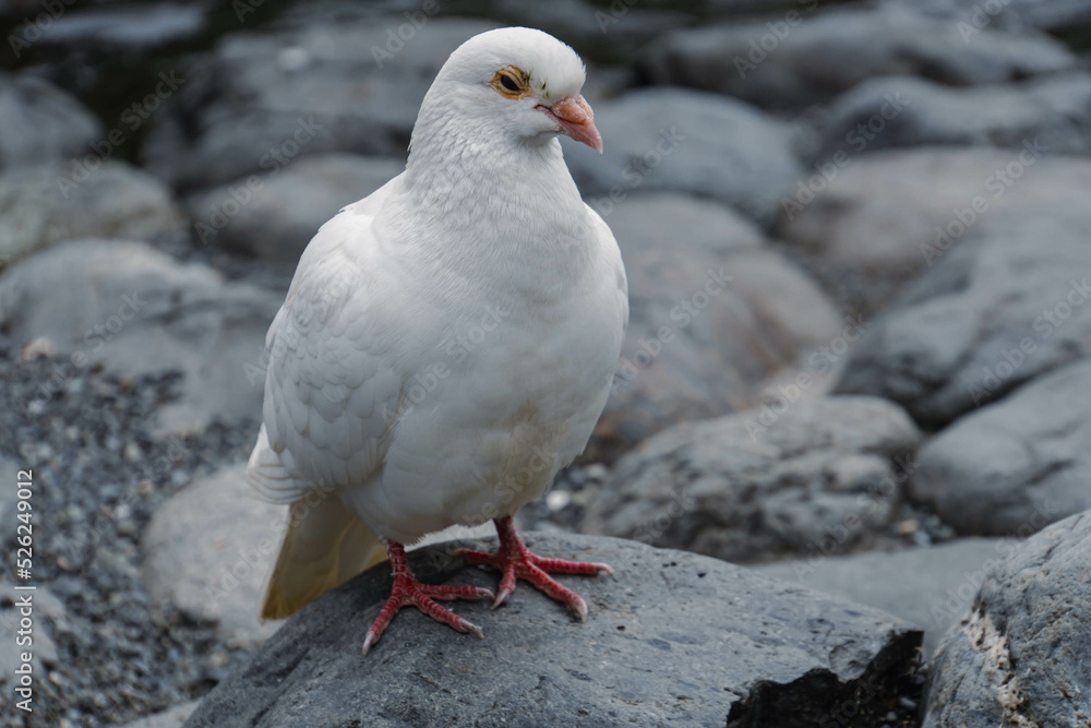 white dove on the rock