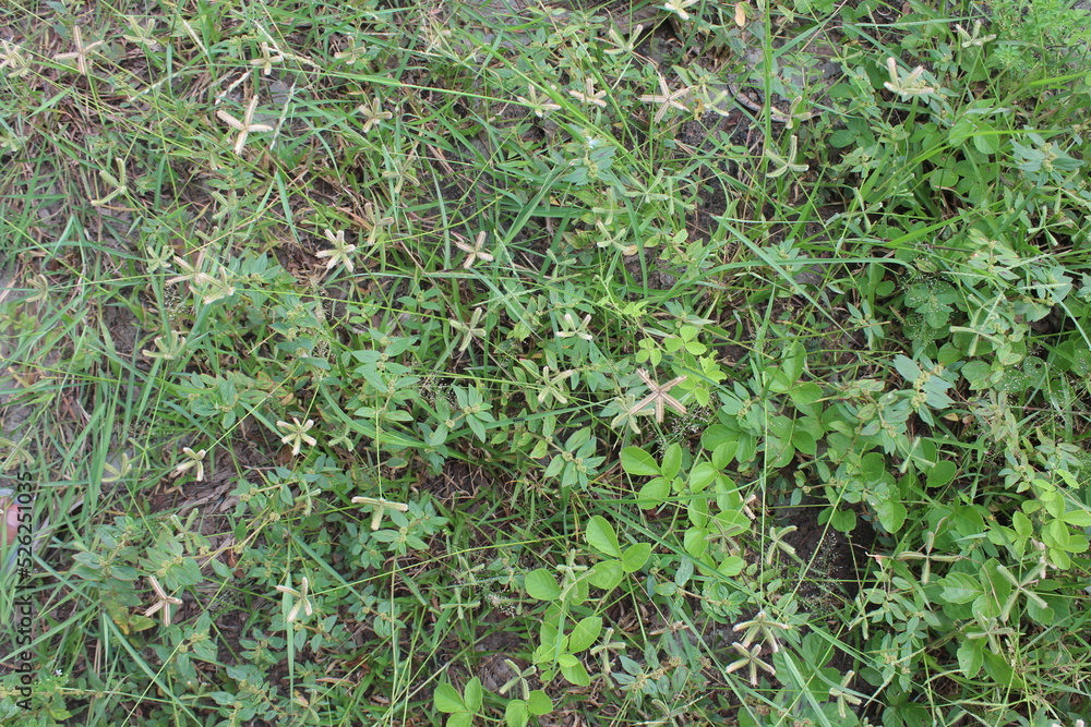 grass in the garden grass in the garden