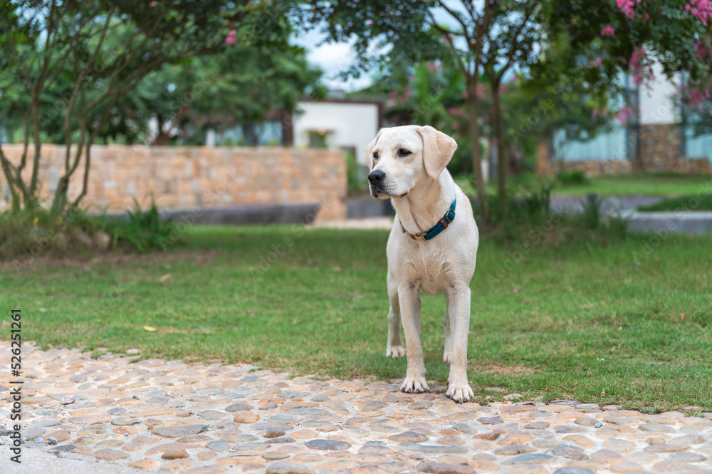 Labrador dog standing on the garden grass