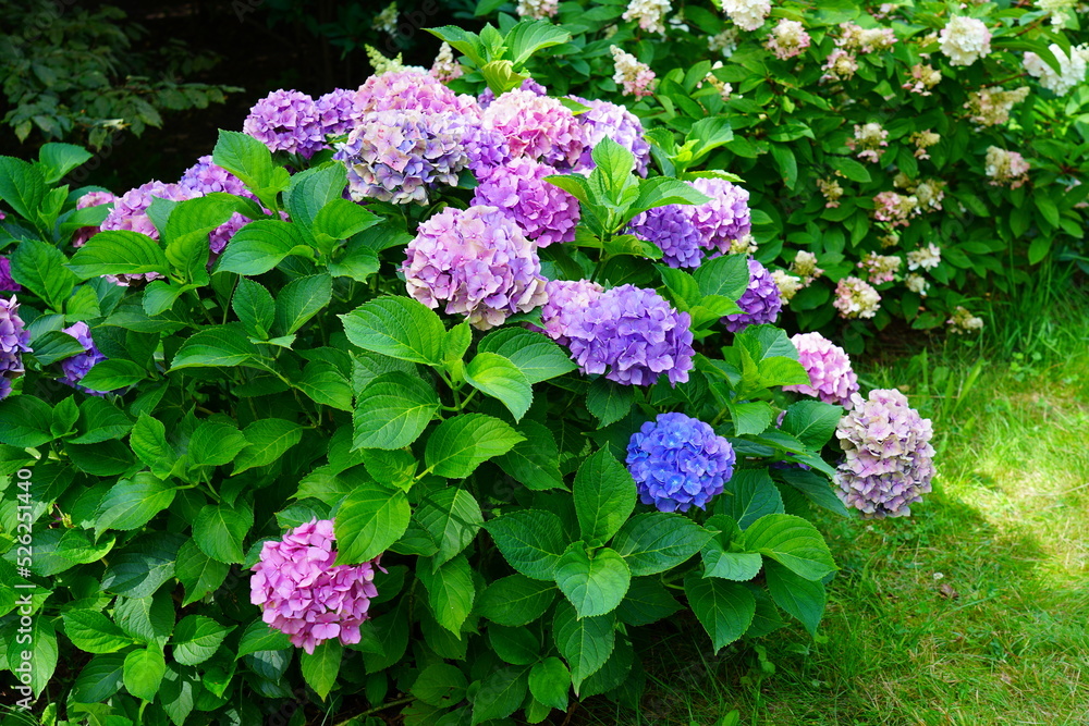 Hydrangea flowers - Beautiful bush of in a garden Hydrangea flowers - Beautiful bush of in a garden