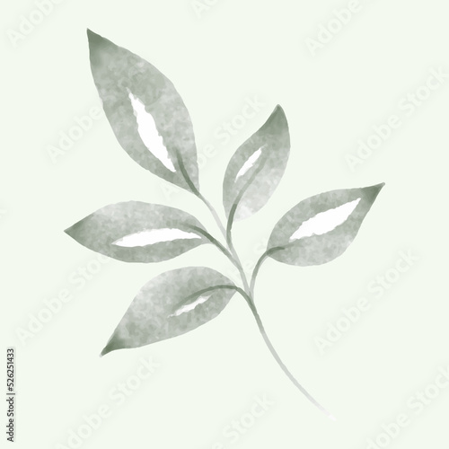 Olive branch hand drawn isolated on background © Anya Li