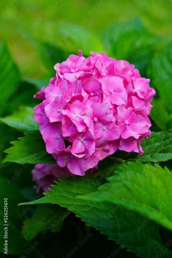  Hydrangea flowers  - Beautiful bush of  in a garden 