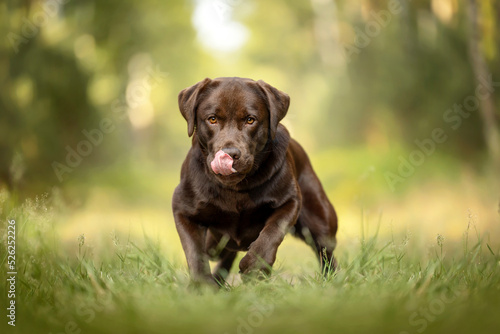 brown labrador in a green forest showing his tongue