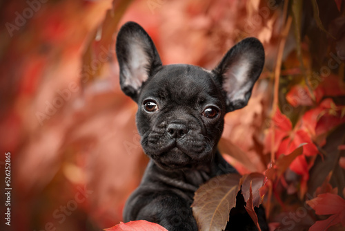 little black french bulldog looking into the camera sitting in red leaves  © Johanna Mehrke