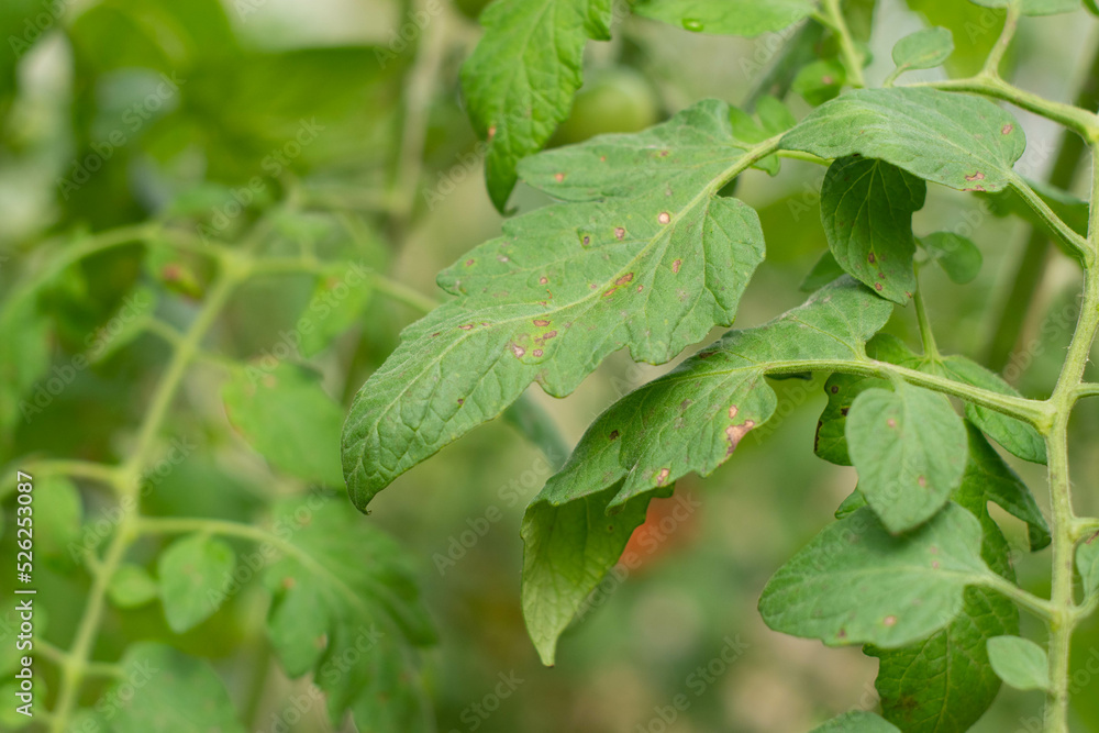 Tomato leaf spot disease infected on green leaf. Tomato leaf spot disease infected on green leaf.