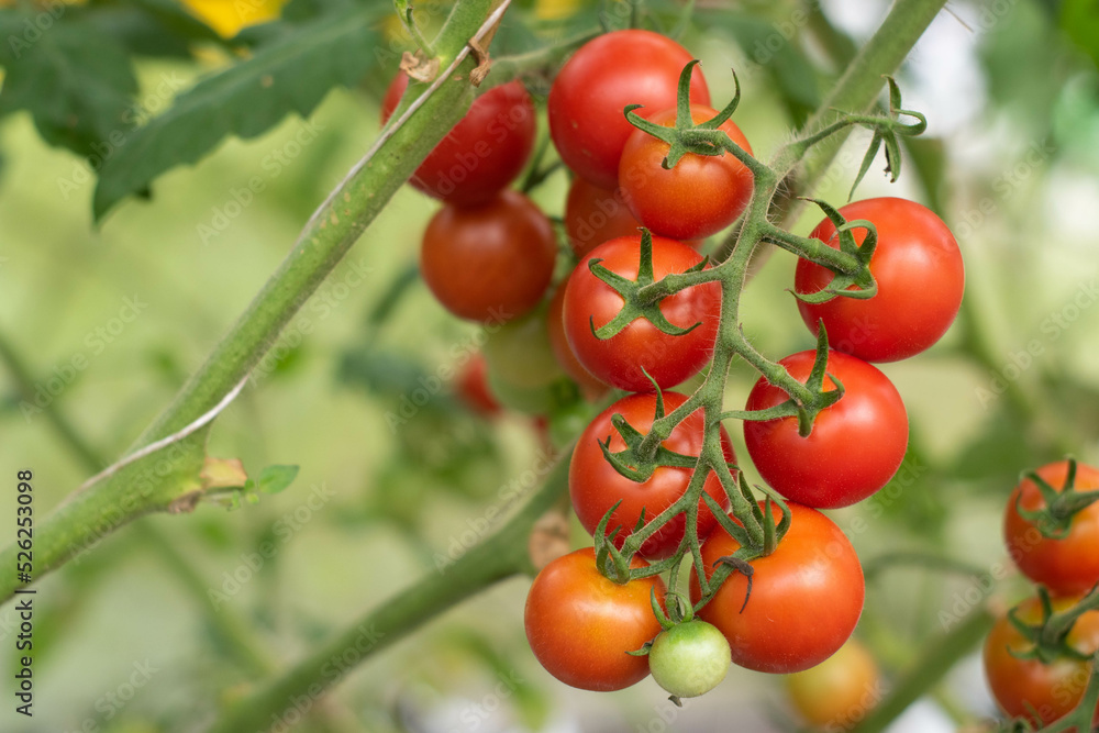 Red tomato fruits on plants. Tomato farming in greenhouse.
