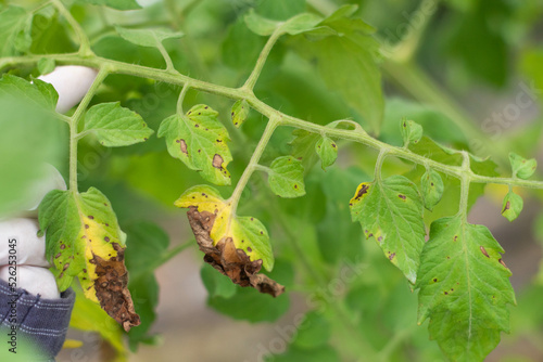 Tomato early blight disease Alternaria solani destroy the old lower leaf.