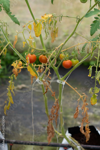 Fotografia Tomato green wilt disease, tomato plant wilt and die green in organic farming