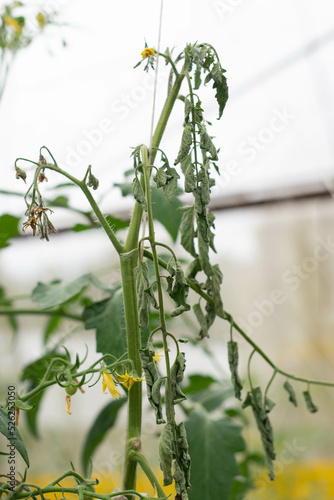 Tomato green wilt disease, tomato plant wilt and die green in organic farming.