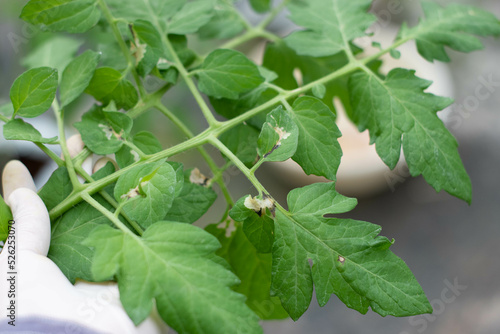 Tomato leaf miner worm Tuta absoluta destroyed on green tomato leaf. Tomato pest insect and disease. photo