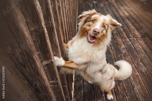 Australian Shepherd am See photo