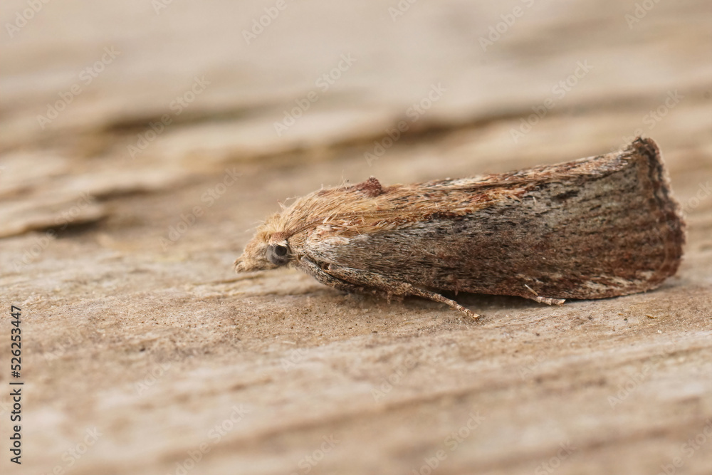 Closeup on a greater wax or honeycomb moth, Galleria mellonella sitting on wood Closeup on a greater wax or honeycomb moth, Galleria mellonella sitting on wood