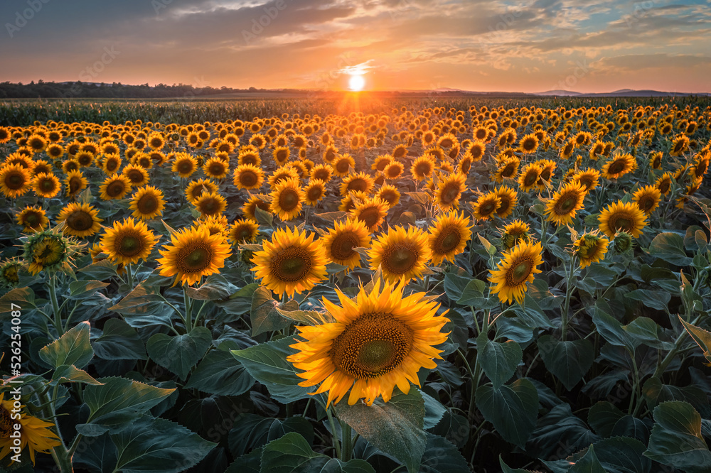 Balatonfuzfo, Hungary - Beautiful sunset over a sunflower field at summertime with colorful clouds and sky near Lake Balaton. Agricultural background