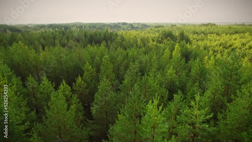Morning pine forest during summer. Aerial view of lush woodland. 