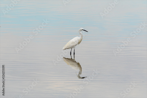 Egretta garzetta, garzetta, uccello bianco con becco e zampe nere in mezzo all'acqua, sulla laguna del mare di marano lagunare. photo