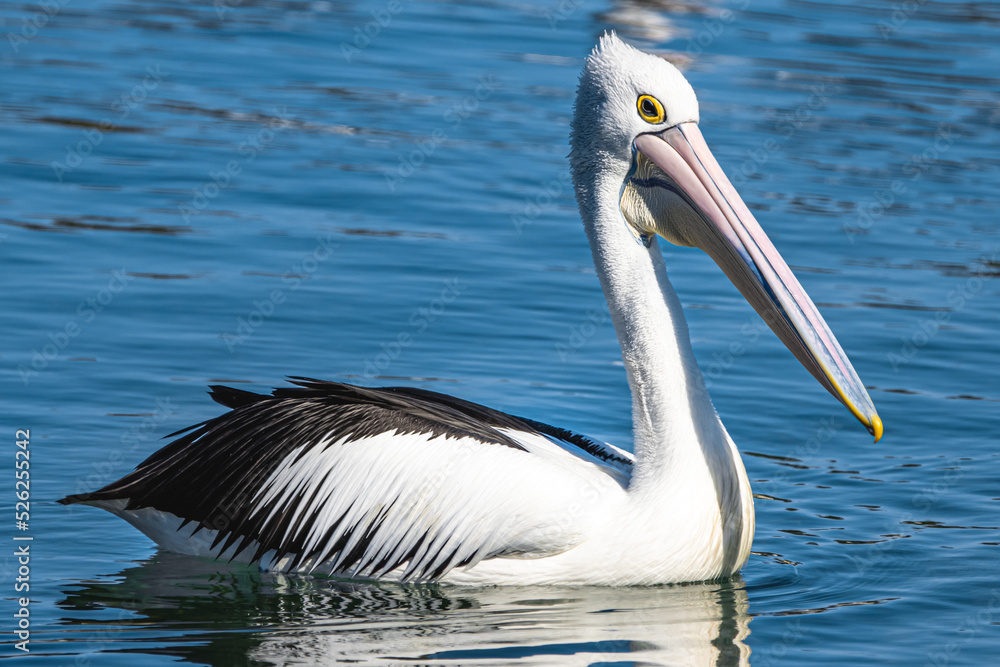 Australian Pelican ( Pelecanus conspicillatus ) Australian Pelican ( Pelecanus conspicillatus )