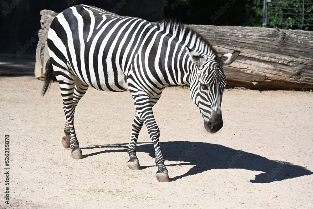 A Zebra walking