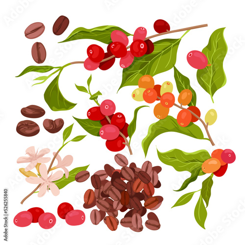 Cartoon isolated red ripe berry fruit on branches, flowers and green leaf on twig, plants from farm plantation and pile of roasted grain seeds. Coffee set vector illustration