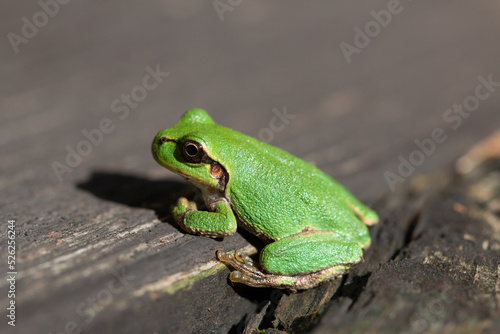 Fotografija Green Japanese tree frog on wood