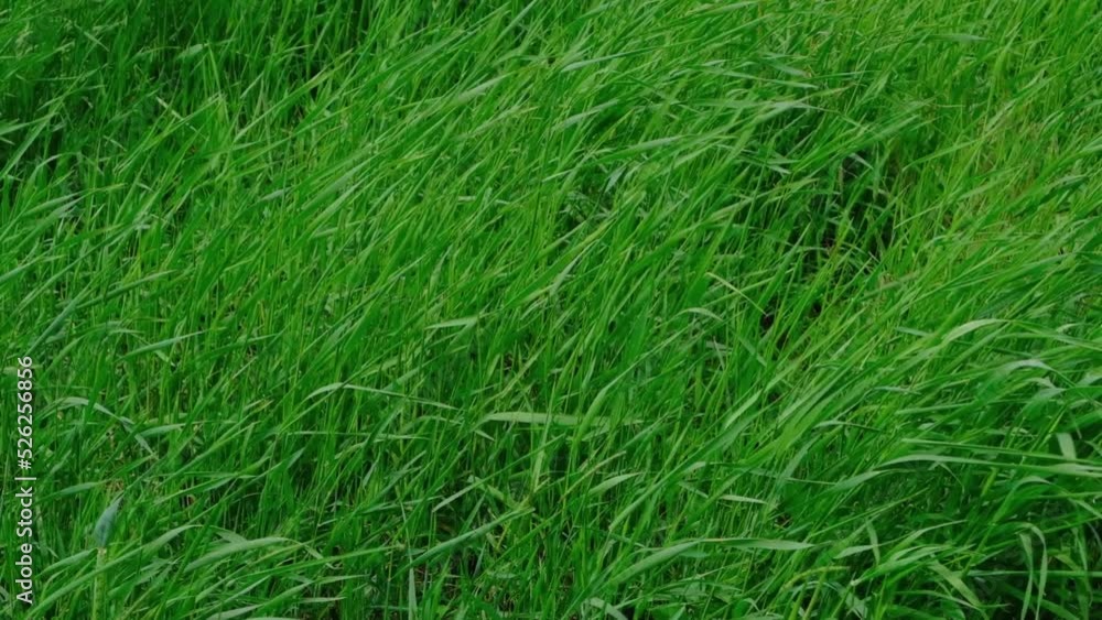 Green grass texture. Slow motion video Green grass texture. Slow motion video