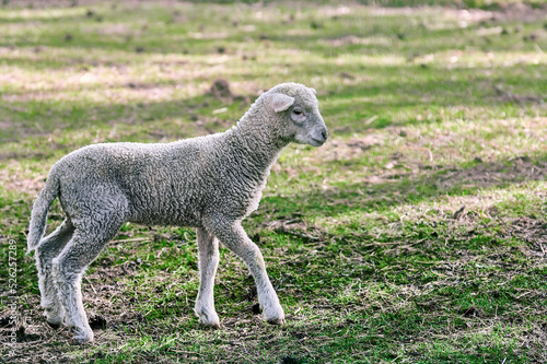 Sheep in a field