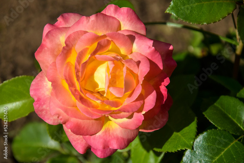 One blooming flower of delicate yellow-pink rose in garden. Close-up. Selective focus.