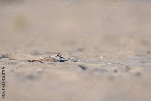 lizard on the ground