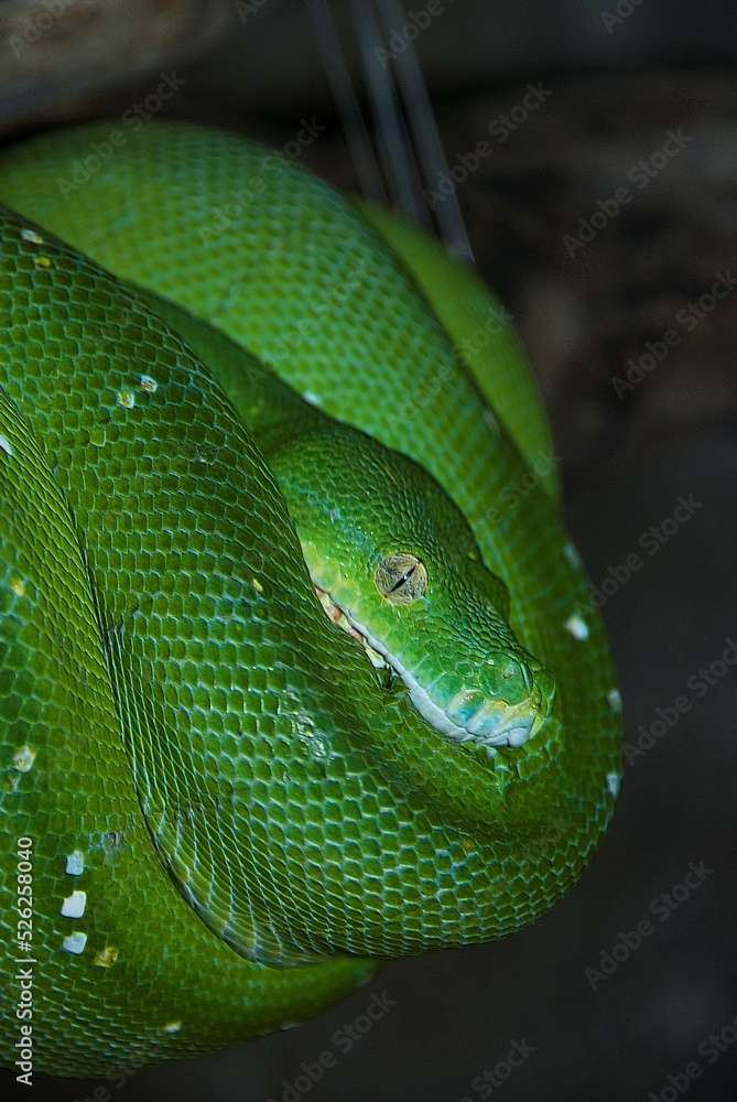 Fototapeta premium Serpiente verde