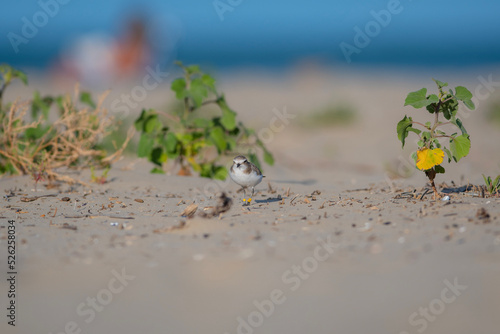 plant in the sand