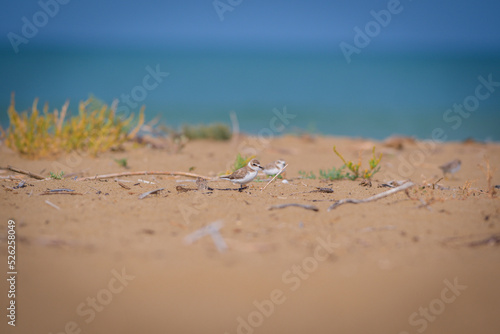 bird on the beach