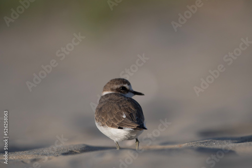a bird