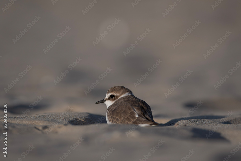 sparrow on the snow sparrow on the snow