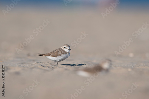 sparrow on the beach