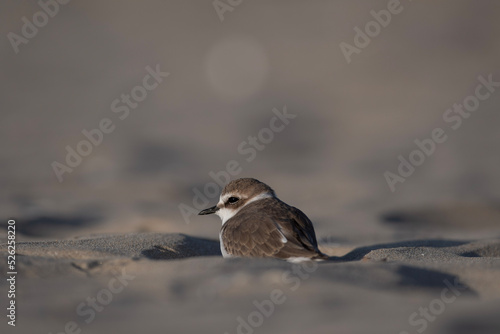 sparrow on the snow