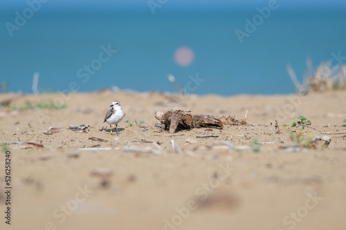 bird on the beach