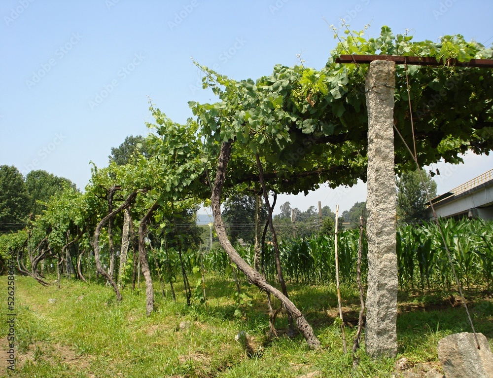Fototapeta premium Traditional winegrowing in northern Portugal