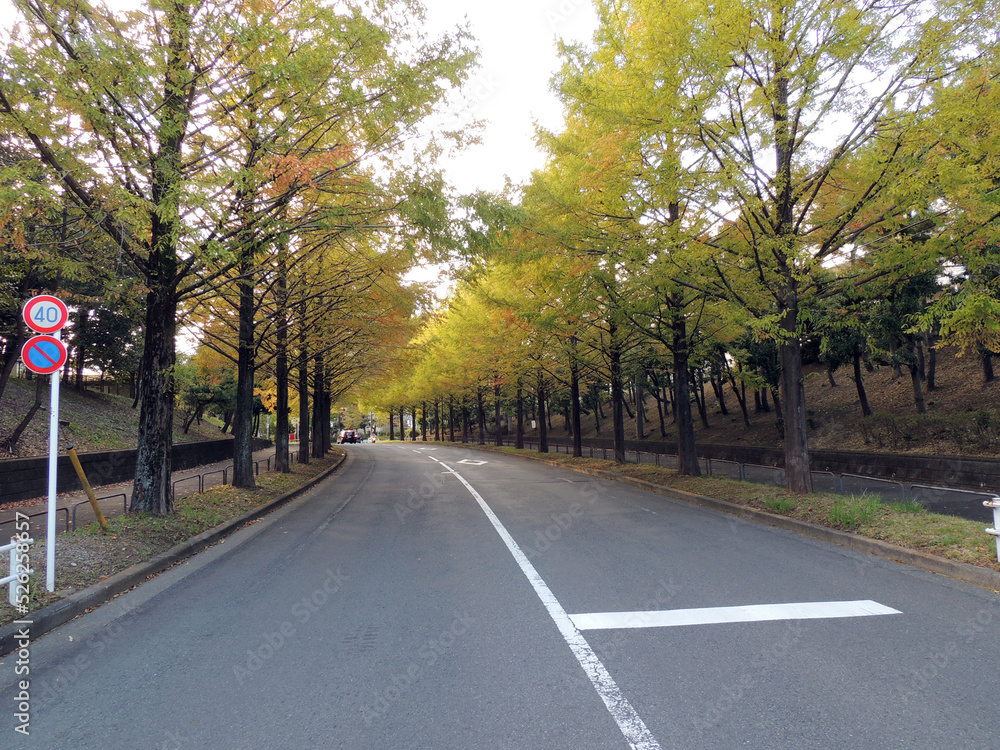 秋の並木道 秋の並木道